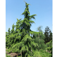 Céder himalájsky 'Pendula' - Cedrus deodara 'Pendula'  Co20L  125/150