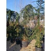 Céder himalájsky 'Pendula' - Cedrus deodara 'Pendula'  Co30L  200/250