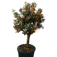 Kumquát - CITRUS KUMQUAT NAGAMI  Co15L 1/4 kmeň