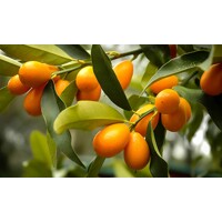 Kumquát - CITRUS KUMQUAT NAGAMI  Co15L 1/4 kmeň