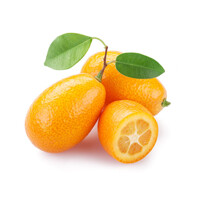 Kumquát - CITRUS KUMQUAT NAGAMI  Co15L 1/4 kmeň