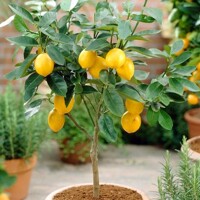 Citrónovník - CITRUS X LIMON  Co5L  1/4 kmeň