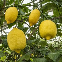 Citrónovník - CITRUS X LIMON  Co5L  1/4 kmeň