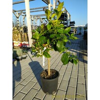Citrónovník - CITRUS X LIMON  Co5L  1/4 kmeň
