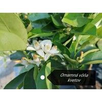Citrónovník - CITRUS X LIMON  Co5L  1/4 kmeň