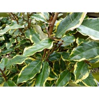 Elaeagnus ebbingei ´Compacta´ Co2L 20/25