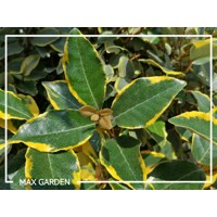 Elaeagnus ebbingei ´Compacta´ Co2L 20/25