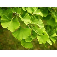 Ginko dvojlaločné - Ginko biloba - vysokokmeň