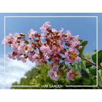 Myrta krepová červená - Lagerstroemia indica ´Durant Red´ Co3L 20/30