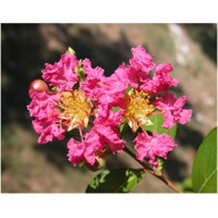 Myrta krepová ružová- Lagerstroemia indica ´Rosea´ Co18L 6/8 - vysokokmeň