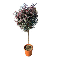 Loropetalum chinensis ´Fire Dance´ Co10L 1/2 kmeň