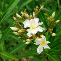 Oleander obyčajný  - Nerium oleander ´Luteum Plenum´ Co9L 60/80