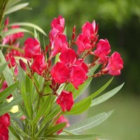 Oleander obyčajný  - Nerium oleander Red Co25L 100/125