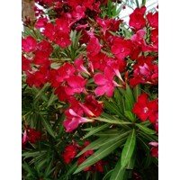 Oleander obyčajný  - Nerium oleander Red Co25L 100/125