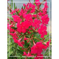 Oleander obyčajný  - Nerium oleander Red Co25L 100/125