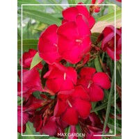 Oleander obyčajný  - Nerium oleander Red Co25L 100/125