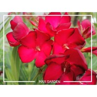 Oleander obyčajný  - Nerium oleander Red Co25L 100/125