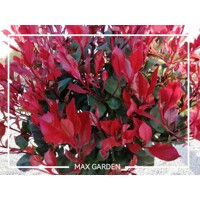 Červienka  - Photinia fraseri Nana Co12L  1/2 kmeň