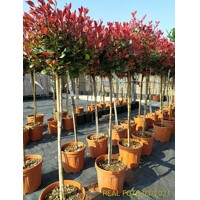 Červienka  - Photinia fraseri Nana Co12L  1/2 kmeň