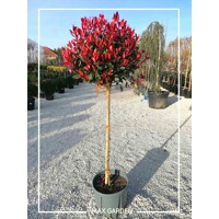 Červienka  - Photinia fraseri Nana Co12L  1/2 kmeň