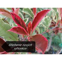 Červienka, Fotínia  - Photinia ´Pink Marble´ Co12L 1/2 kmeň