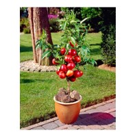 Nektarínka zakrslá - Prunus persica ´Rubis´ - na 1/4 kmeni