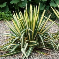 Yucca filamentosa ´Gold Heart´ Co14 20/30