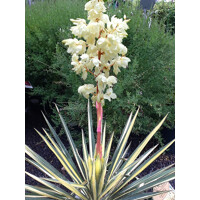 Yucca filamentosa ´Gold Heart´ Co14 20/30