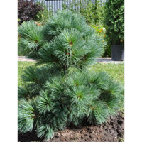 Borovica hladká  - Pinus strobus ´Nana´ Co9L  90/100