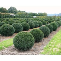 Tis obyčajný - Taxus baccata