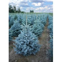 Smrek pichlavý - Picea pungens ´Super Blue´ P27 80/100