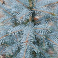 Smrek pichlavý - Picea pungens ´Super Blue´ P27 80/100