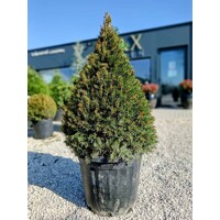 Tis obyčajný - Taxus baccata