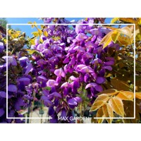 Vistéria vznešená  - Wisteria brachybotrys 'Iko Yama Fuji'  Co20L  1/2 kmeň