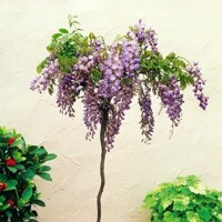 Vistéria vznešená  - Wisteria brachybotrys 'Iko Yama Fuji'  Co20L  1/2 kmeň