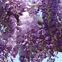 Vistéria vznešená  - Wisteria brachybotrys 'Iko Yama Fuji'  Co20L  1/2 kmeň