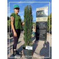 Tis obyčajný - Taxus baccata ´Fastigiata Robusta´ 100/125