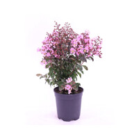 Myrta krepová tmavo ružová - Lagerstroemia indica ´ Violacea´  Co3L 60/100