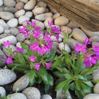 Arabis blepharophylla 'Rose Delight' Co10,5