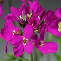 Arabis blepharophylla 'Rose Delight' Co10,5