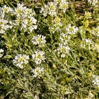 Arabis ferdinandi-coburgii  Co10,5