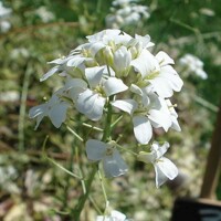 Arabis ferdinandi-coburgii  Co10,5