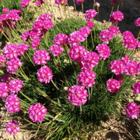 Armeria maritima 'Armada Deep Rose'