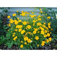 COREOPSIS grandiflora ’Early Sunrise’