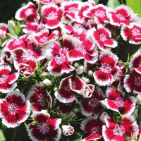 Dianthus barbatus 'Barbarini Formula Mix'