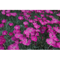 Dianthus gratianopolitanus 'Pink Jewel' K9