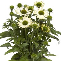 Echinacea purpurea ´Magnus´ P14