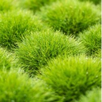 Festuca gautieri 'Pic Carlit' Co14