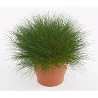 Festuca gautieri 'Pic Carlit' Co14