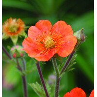 Kuklík - Geum ´Pretticoats Peach´ Co15